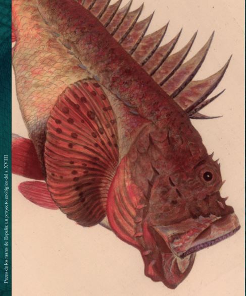 Peces de los mares de España