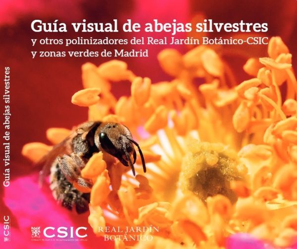 Guía visual de abejas silvestres y otros polinizadores del Real Jardín Botánico-CSIC y zonas verdes de Madrid